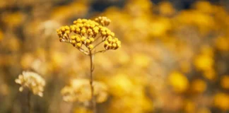 Uma ferramenta vital na luta global contra a perda de biodiversidade.