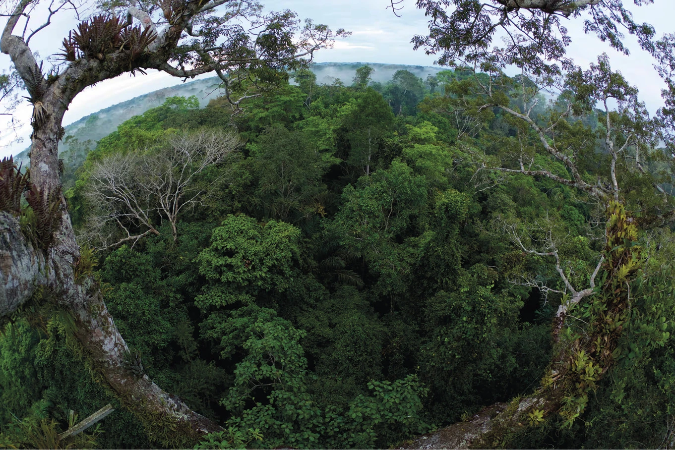 Nas partes mais intocadas e imaculadas da Amazônia, os pássaros estão morrendo 1 Uma vista de olho de peixe da floresta tropical de planície do topo da torre de dossel em Tiputini