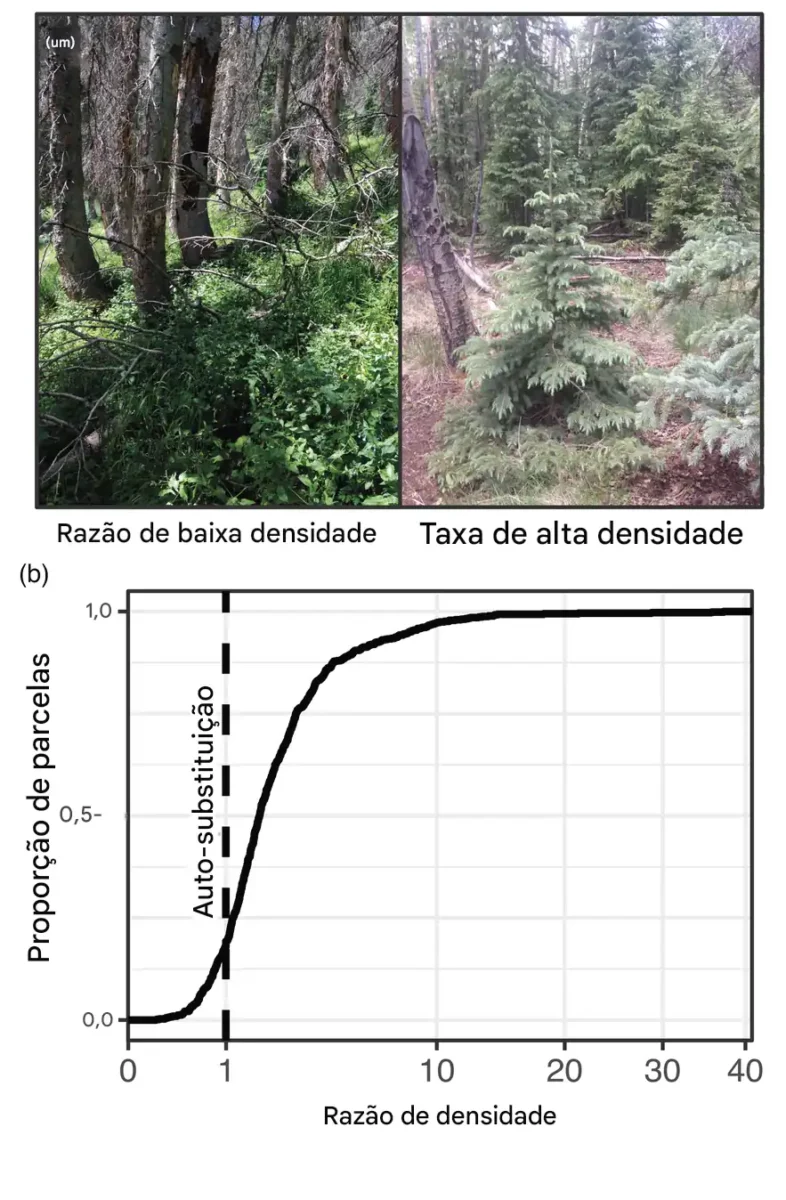 Variabilidade_no_potencial_de_recupera__o_p_s-surto_em_parcelas_de_campo_em_florestas_subalpinas_nas_Montanhas_Rochosas_do_Sul_-786x1200 As árvores podem precisar da nossa ajuda para sobreviver às alterações climáticas