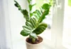 Zamioculcas amareladas 8 erros que podem estar acabando com sua planta