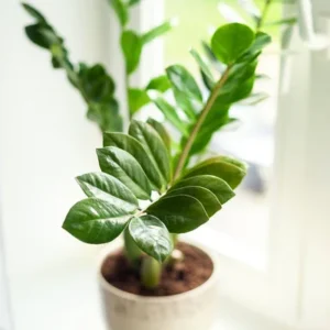 Zamioculcas amareladas: 8 erros que podem estar acabando com sua planta Zamioculcas amareladas 8 erros que podem estar acabando com sua planta