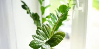 Zamioculcas amareladas 8 erros que podem estar acabando com sua planta