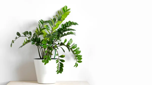 Zamioculcas amareladas 8 erros que podem estar acabando com sua planta