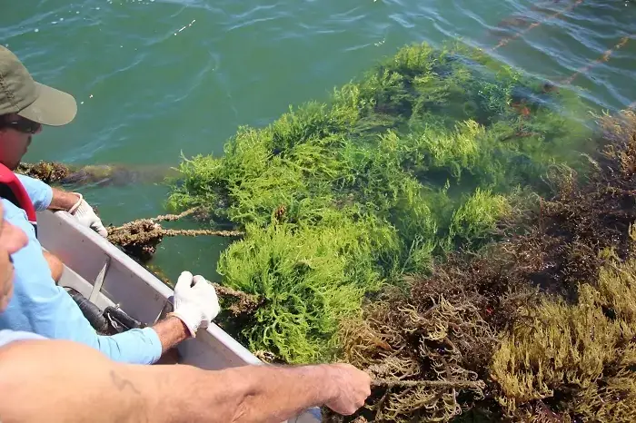 alga_capa-2 Biofertilizante à base de algas impulsiona produtividade e qualidade na agricultura