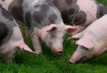 Governo e produtores unem forças para impulsionar suinocultura sustentável no Brasil acordo