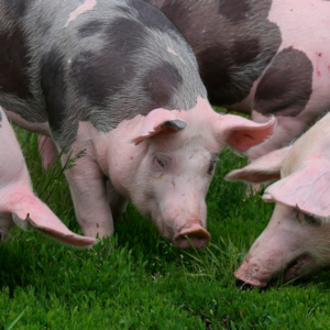 Governo e produtores unem forças para impulsionar suinocultura sustentável no Brasil acordo