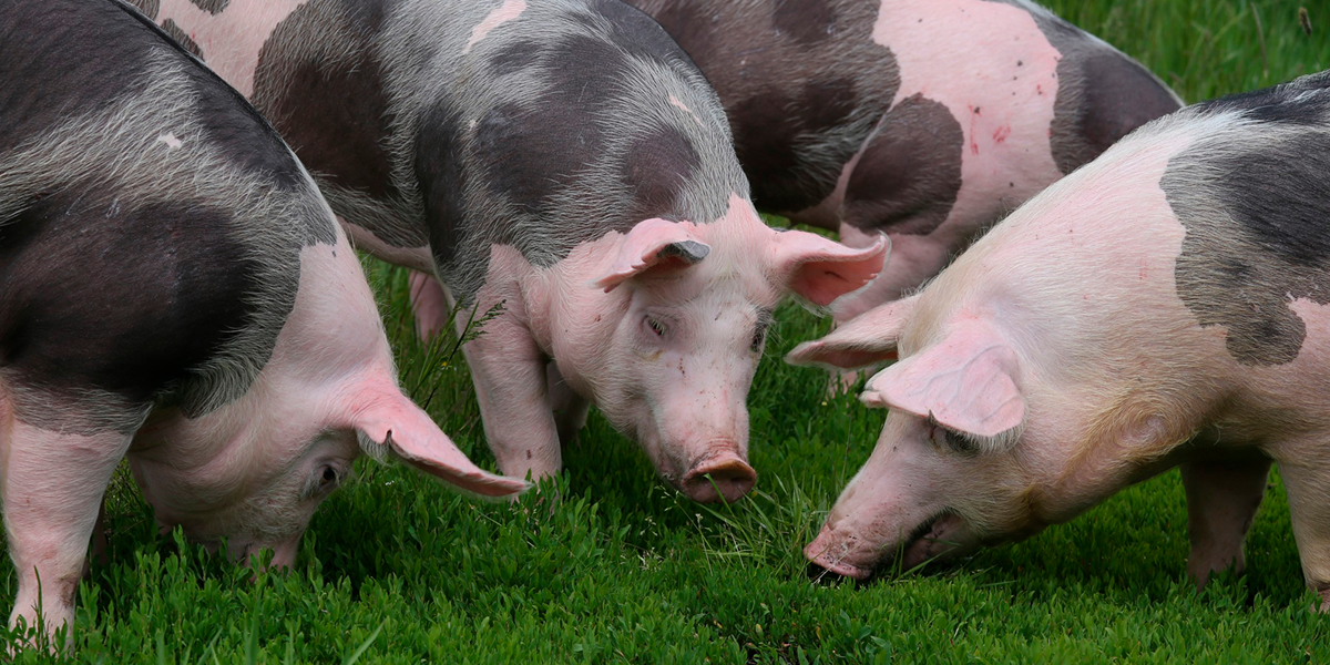 Governo e produtores unem forças para impulsionar suinocultura sustentável no Brasil 3 acordo