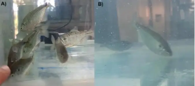 article Estudo revela que substância química presente em cosméticos causa danos graves a peixe nativo