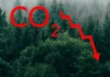 Capacidade de absorção de CO2 pelas plantas diminui com o aquecimento global, alertam estudos plantas