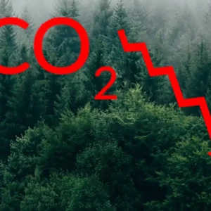 Capacidade de absorção de CO2 pelas plantas diminui com o aquecimento global, alertam estudos plantas