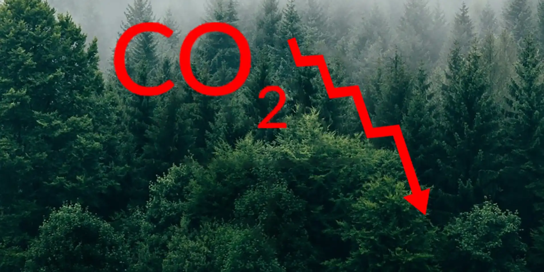 Capacidade de absorção de CO2 pelas plantas diminui com o aquecimento global, alertam estudos 4 plantas