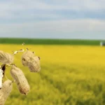 Governo Federal reforça apoio aos biocombustíveis e energias renováveis biocombustíveis