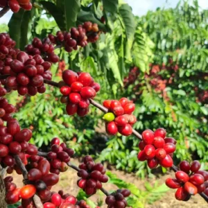 Café da Amazônia, a história dos Robustas Amazônicos que conquistaram o Brasil