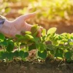 Brasil discute cooperação e boas práticas agrícolas no âmbito do Brics Brasil