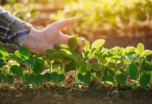 Brasil discute cooperação e boas práticas agrícolas no âmbito do Brics Brasil