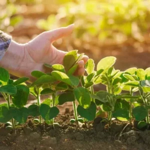 Brasil discute cooperação e boas práticas agrícolas no âmbito do Brics Brasil