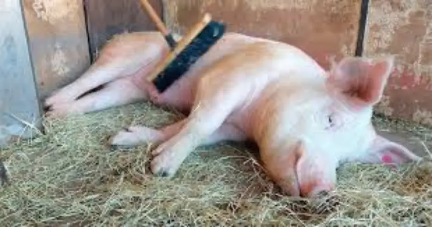 download Governo e produtores unem forças para impulsionar suinocultura sustentável no Brasil