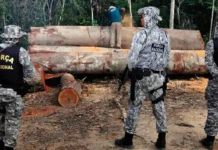 Justiça prorroga atuação da Força Nacional em ações de proteção ambiental força