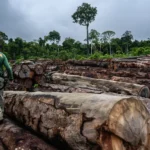 Pesquisa propõe método inovador para combater extração ilegal de madeira no Brasil publicação