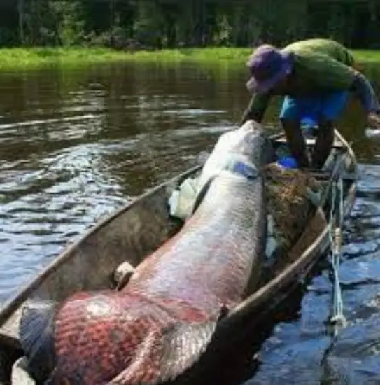 images-1-1 Embrapa colabora com plano de manejo sustentável do pirarucu na Amazônia