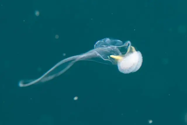 original O paradoxo genético - Como perder genes impulsiona a evolução?