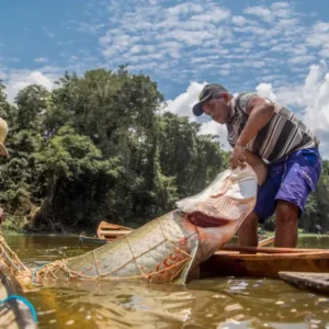 Embrapa colabora com plano de manejo sustentável do pirarucu na Amazônia Embrapa