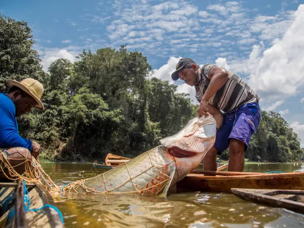 Embrapa colabora com plano de manejo sustentável do pirarucu na Amazônia 3 Embrapa