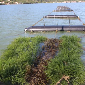 Biofertilizante à base de algas impulsiona produtividade e qualidade na agricultura biofertilizante