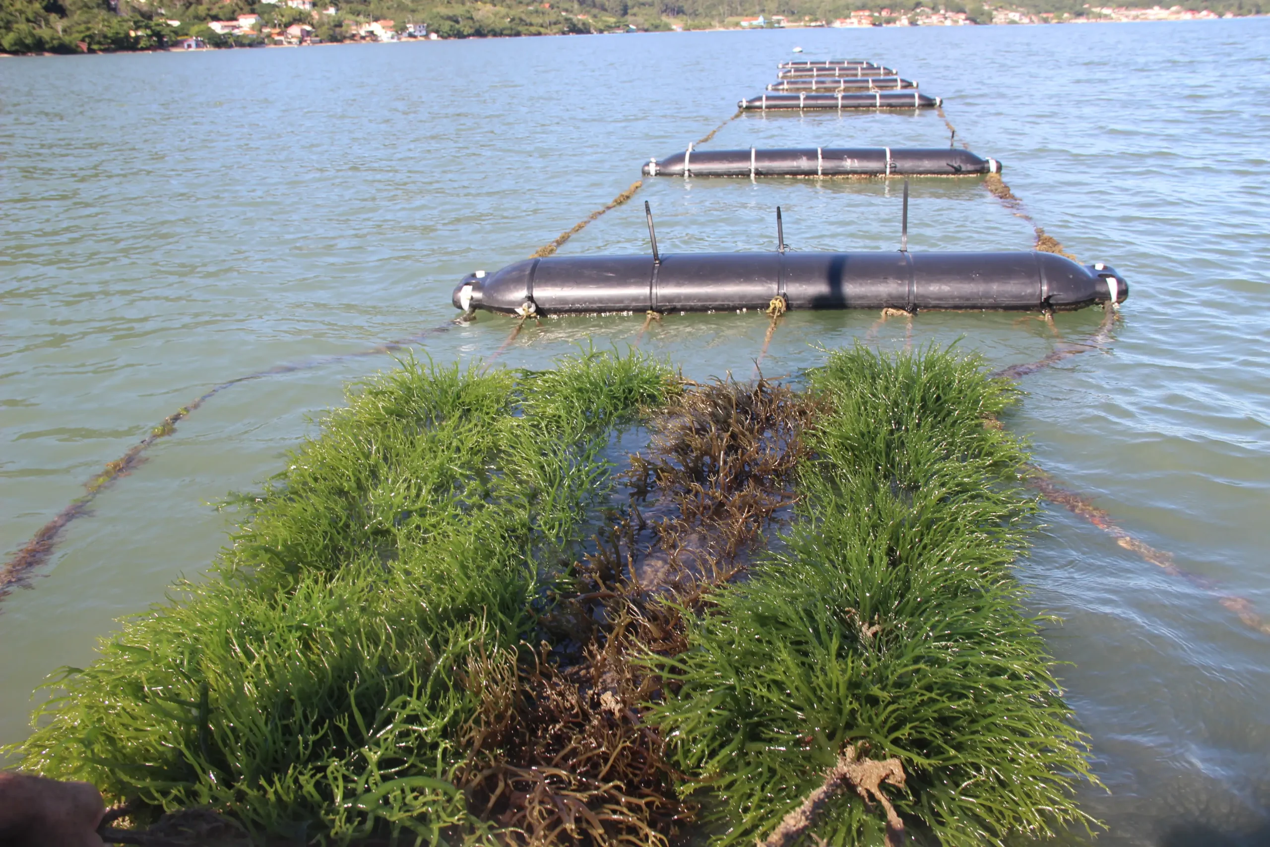 Biofertilizante à base de algas impulsiona produtividade e qualidade na agricultura 3 biofertilizante