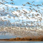 COP15 de Espécies Migratórias Silvestres será no Brasil em 2026 Brasil