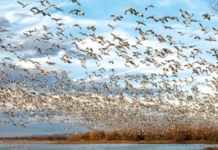 COP15 de Espécies Migratórias Silvestres será no Brasil em 2026 Brasil