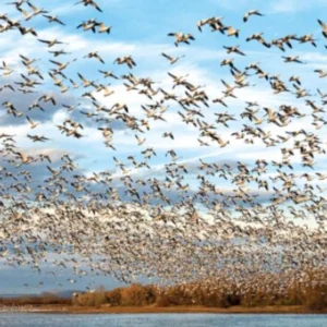 COP15 de Espécies Migratórias Silvestres será no Brasil em 2026 Brasil