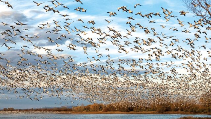 COP15 de Espécies Migratórias Silvestres será no Brasil em 2026 4 Brasil