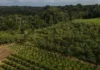 Brasil contará com US$ 247 milhões para restauração florestal e soluções baseadas na natureza Brasil
