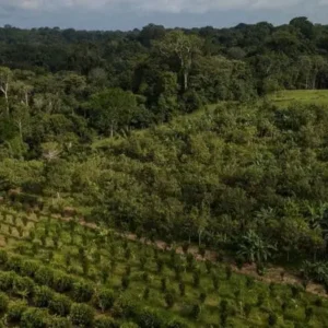 Brasil contará com US$ 247 milhões para restauração florestal e soluções baseadas na natureza Brasil