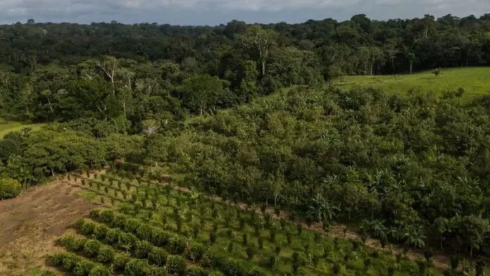 115968130_whatsubject Brasil