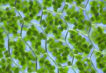 Folhas artificiais geram hidrogênio com eficiência recorde, uma revolução na energia limpa folhas