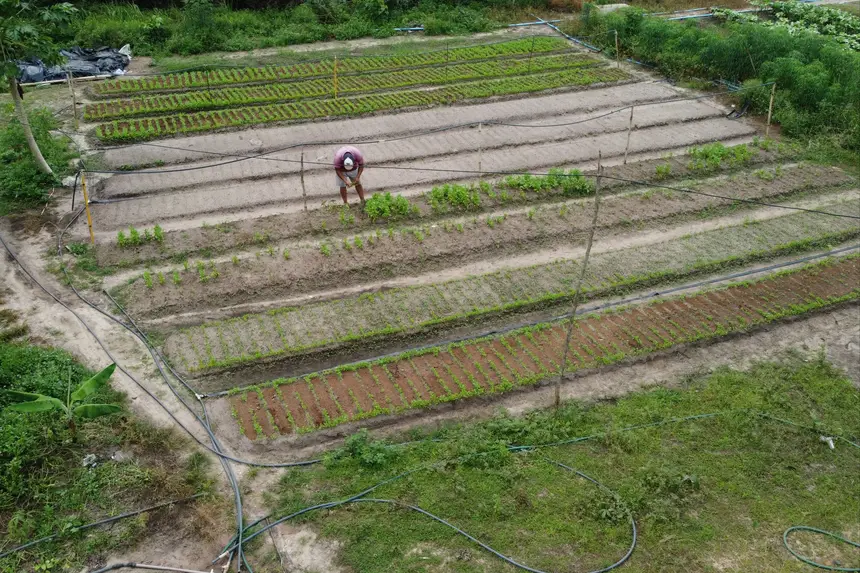 20250311142454-GC00065162-F00226976E Agricultores familiares do Pará se preparam para abastecer a COP 30 com produtos locais