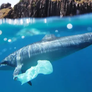 Microplásticos contaminam áreas marinhas de proteção integral no Brasil, revela estudo microplásticos