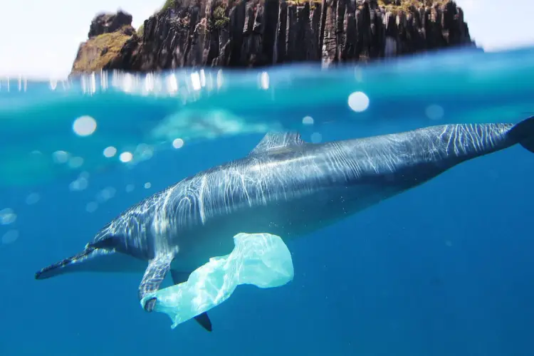 Microplásticos contaminam áreas marinhas de proteção integral no Brasil, revela estudo 3 microplásticos