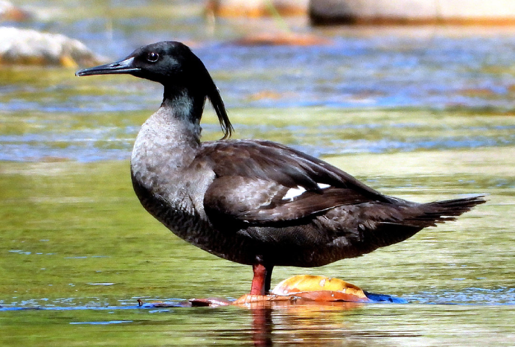 4847183g_0f2b3abd1302faa8158f3701d972b85b Oito espécies da fauna brasileiras sob risco de extinção