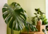 5 plantas tropicais que resistem bem ao inverno para plantar hoje mesmo 5 plantas tropicais que resistem bem ao inverno para plantar hoje mesmo