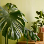 5 plantas tropicais que resistem bem ao inverno para plantar hoje mesmo 5 plantas tropicais que resistem bem ao inverno para plantar hoje mesmo