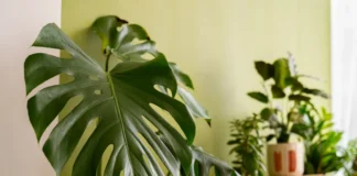 5 plantas tropicais que resistem bem ao inverno para plantar hoje mesmo