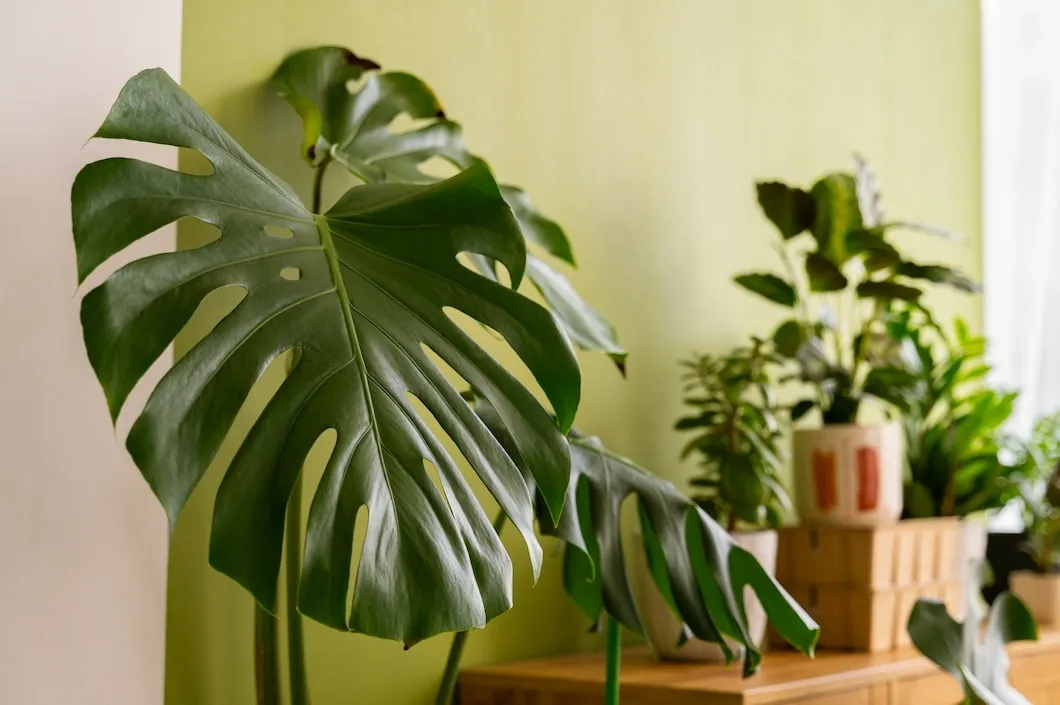 5 plantas tropicais que resistem bem ao inverno para plantar hoje mesmo 3 5 plantas tropicais que resistem bem ao inverno para plantar hoje mesmo
