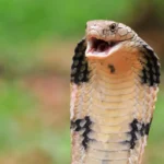 5 técnicas mortais das cobras venenosas na caça das suas presas