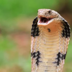 5 técnicas mortais das cobras venenosas na caça das suas presas 5 técnicas mortais das cobras venenosas na caça das suas presas