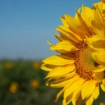 6 cuidados com o girassol que você não pode negligenciar 6 cuidados com o girassol que você não pode negligenciar