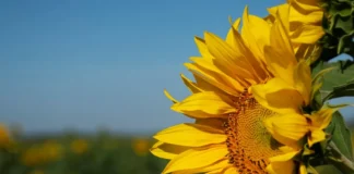 6 cuidados com o girassol que você não pode negligenciar