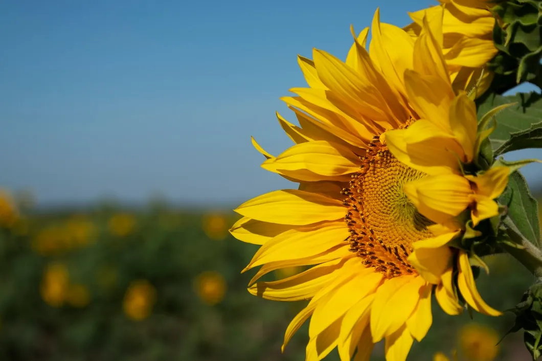 6 cuidados com o girassol que você não pode negligenciar 2 6 cuidados com o girassol que você não pode negligenciar